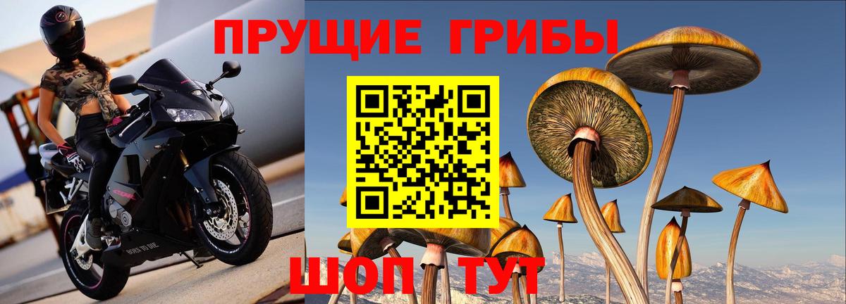 Псилоцибиновые грибы GOLDEN TEACHER Лесосибирск